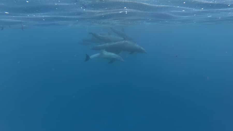 Zanzibar: Swimming with Dolphins and Snorkeling Private Tour - Entering Zanzibar’s Dolphin Zone: how this tour actually runs