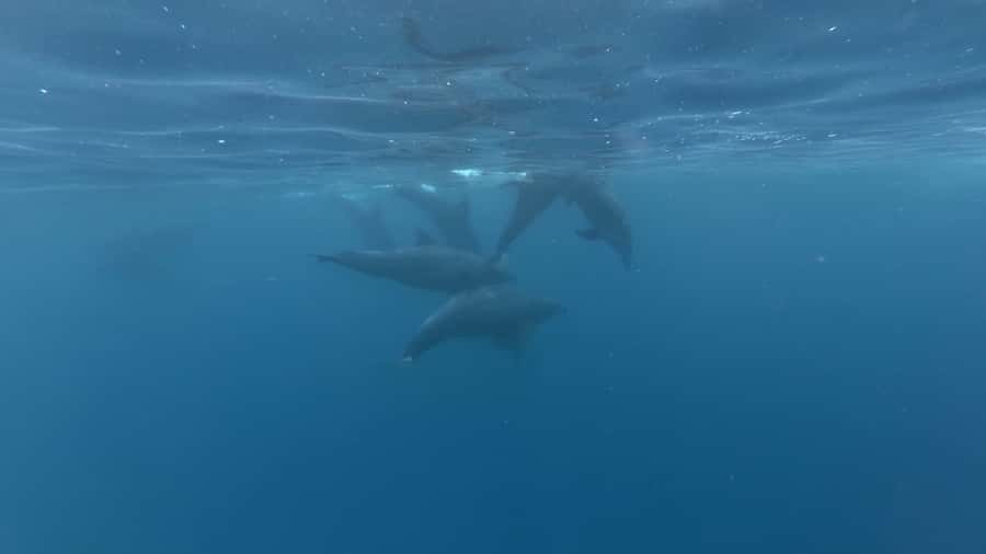 Zanzibar: Swimming with Dolphins and Snorkeling Private Tour - On the water: dolphin watching with the right kind of patience